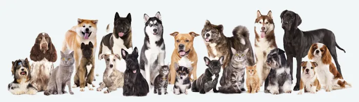 Myoma Animal Hospital 7