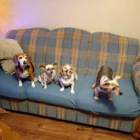 Countryside Veterinary Service - Jamestown ico
