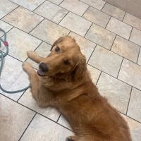 Greenville Veterinary Clinic ico