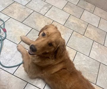 Greenville Veterinary Clinic