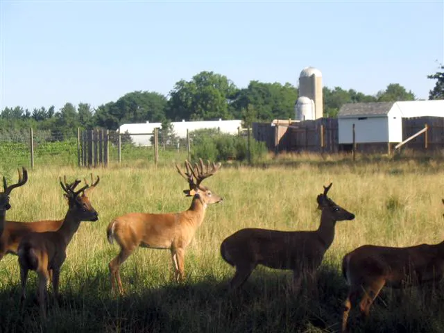 Pleasant's Animal Hospital Inc 8