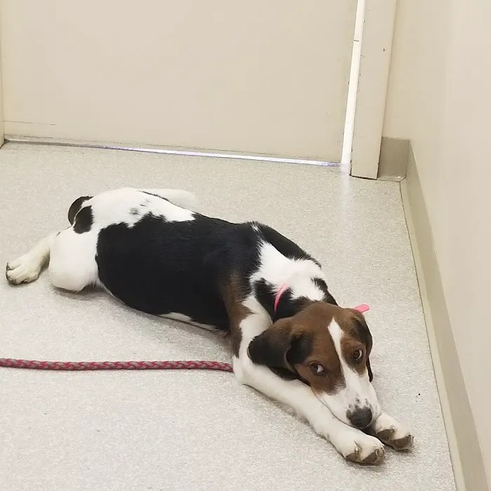 Geneva Veterinary Clinic 2