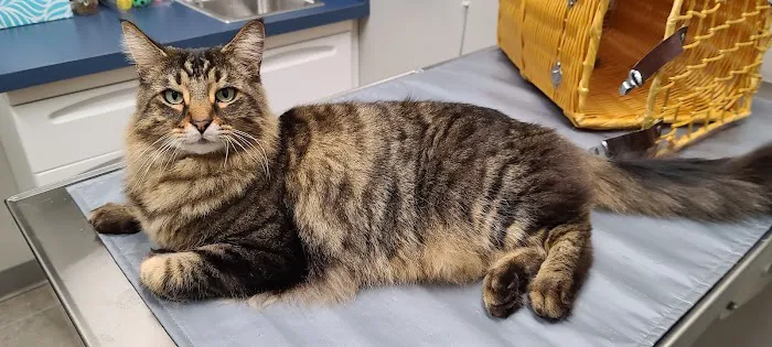 Madison Veterinary Hospital 6