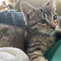 Conneaut Creek Veterinary Clinic ico