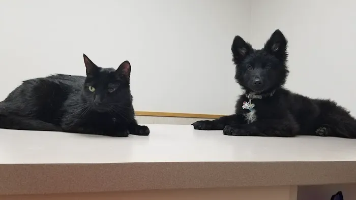 VCA North Ridge Animal Hospital 5