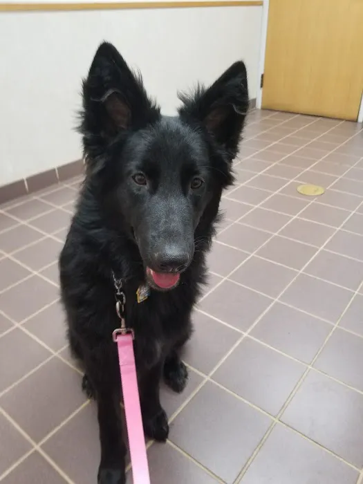 VCA North Ridge Animal Hospital 2