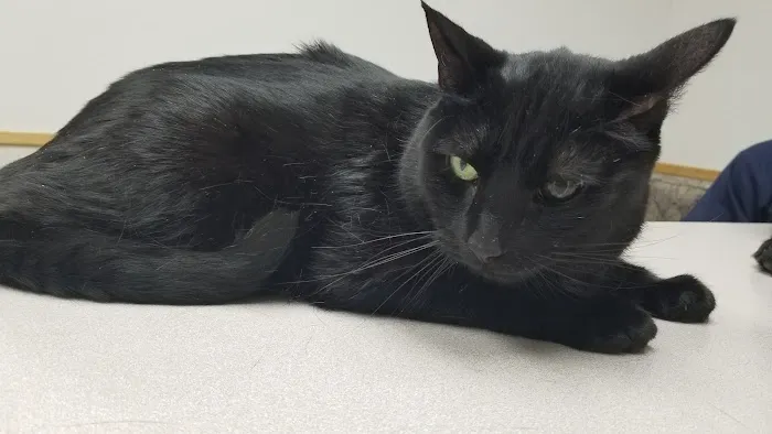 VCA North Ridge Animal Hospital 1