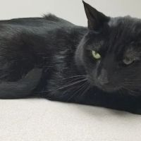 VCA North Ridge Animal Hospital ico