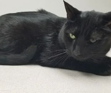 VCA North Ridge Animal Hospital