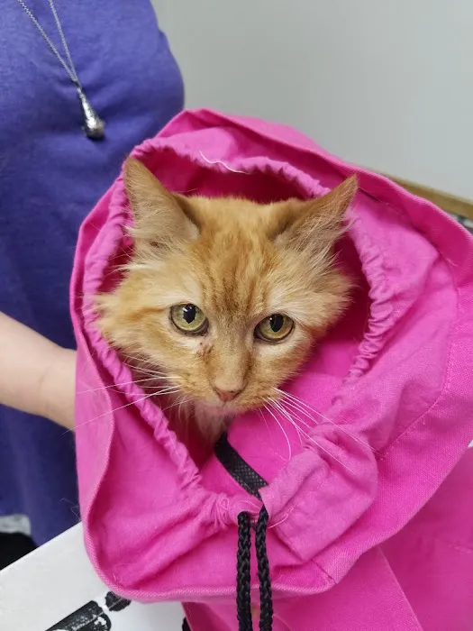 VCA North Ridge Animal Hospital 8