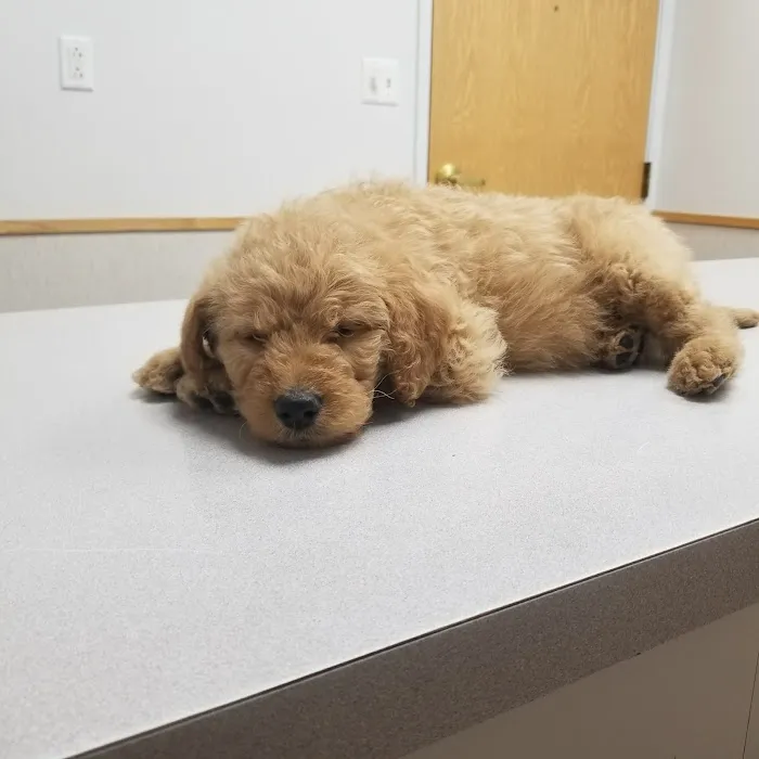 VCA North Ridge Animal Hospital 10