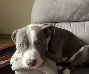Whispering Pines Veterinary Services - Greenville