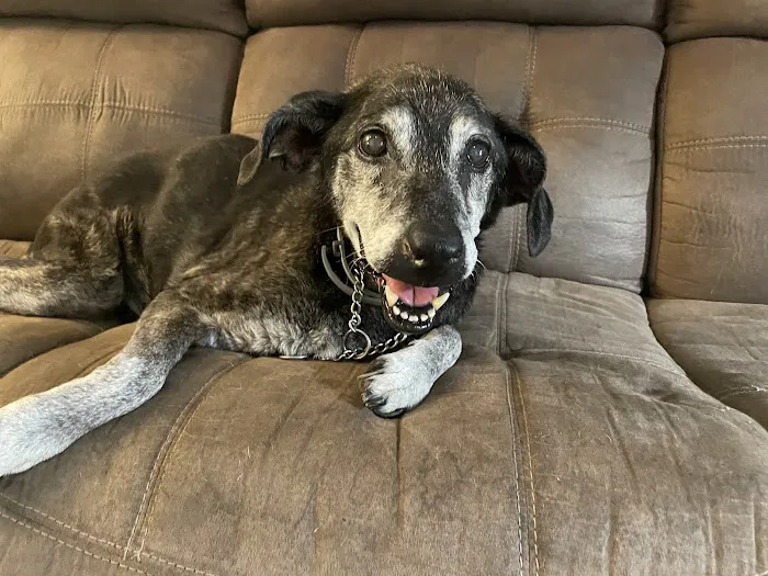 Whispering Pines Veterinary Services - Greenville 2