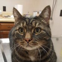 Happy Tales Veterinary Hospital ico