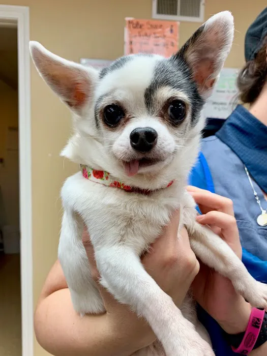 Happy Tales Veterinary Hospital 3