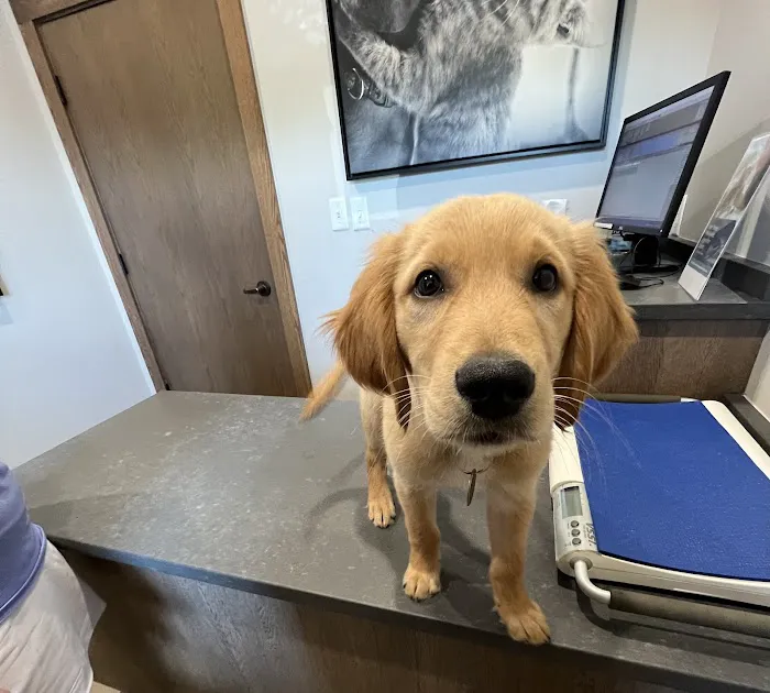 All Pets Animal Hospital (Rogers) 6