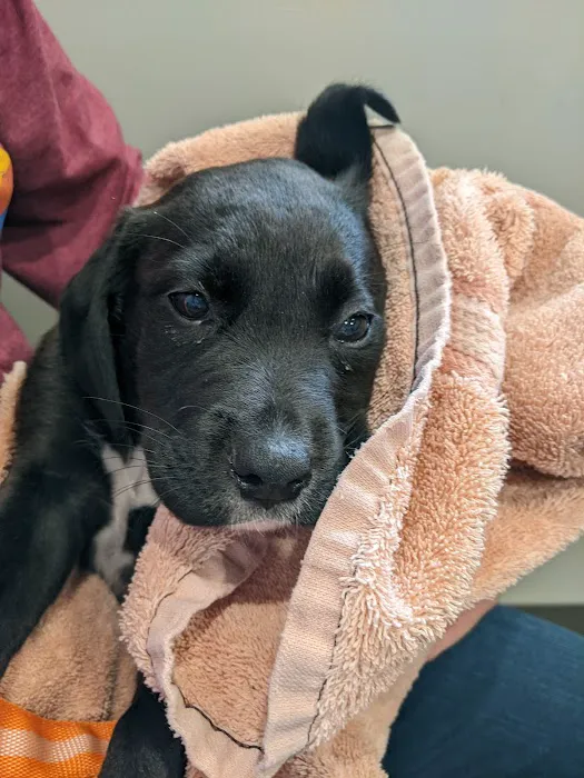 All Pets Animal Hospital (Rogers) 1