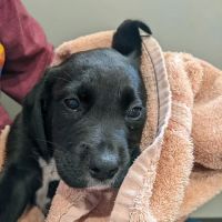 All Pets Animal Hospital (Rogers) ico