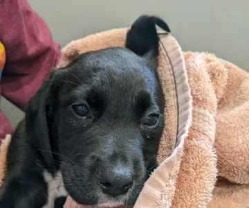All Pets Animal Hospital (Rogers)