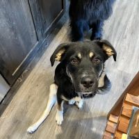 FORTY32 Animal Hospital and Surgery Center ico