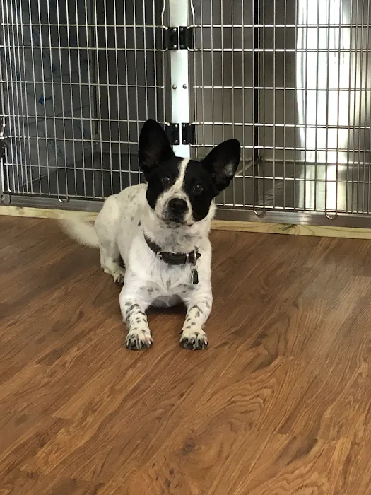 FORTY32 Animal Hospital and Surgery Center 8
