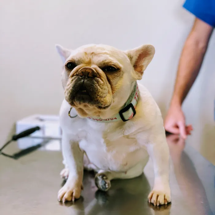 FORTY32 Animal Hospital and Surgery Center 10