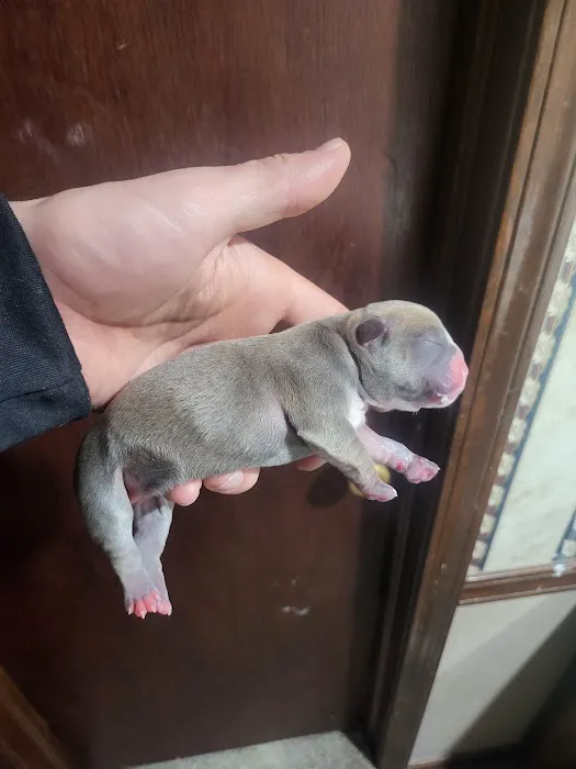 Pets First Hospital 5