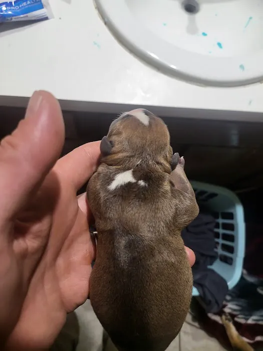 Pets First Hospital 8
