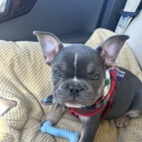 Pets First Hospital ico