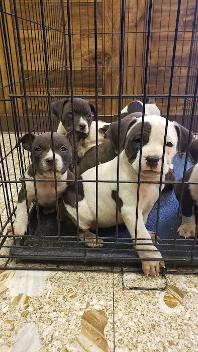 Pets First Hospital 2