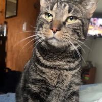 Baxter Springs Animal Hospital ico