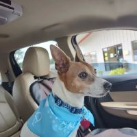 Locust Grove Animal Clinic ico