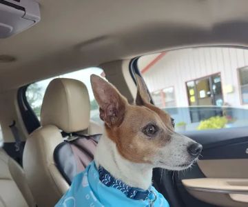 Locust Grove Animal Clinic