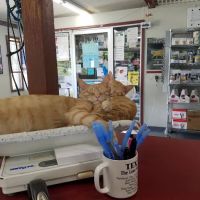Associated Veterinary Clinic ico