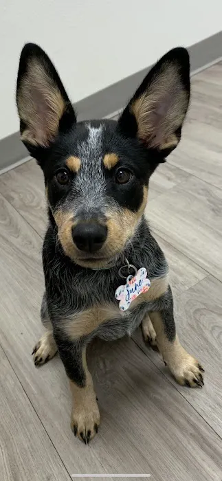 Premier Pet Clinic 1