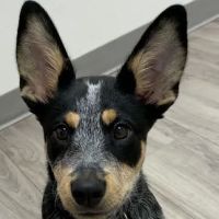 Premier Pet Clinic ico