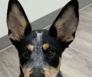 Premier Pet Clinic