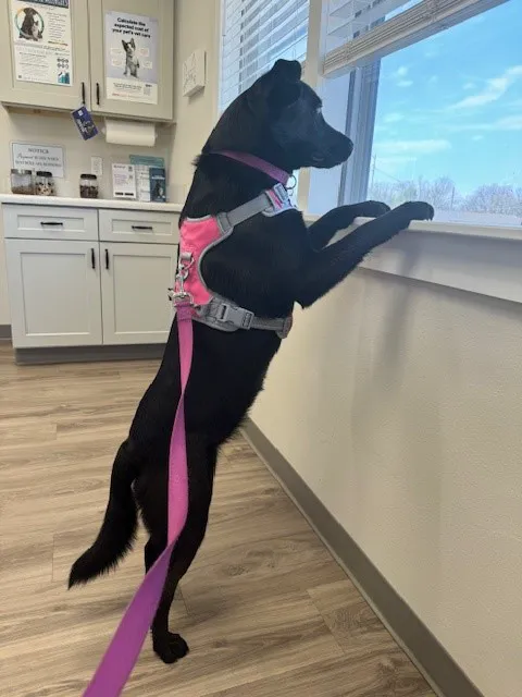 Premier Pet Clinic 6