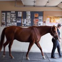 Northwest Equine Services ico