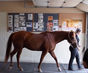 Northwest Equine Services