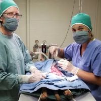 Smithers Animal Hospital of Lincoln ico