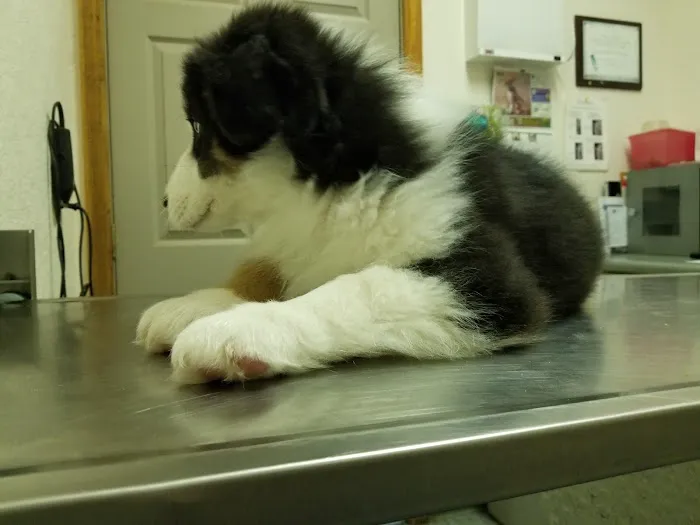Country Veterinary Services Inc 8