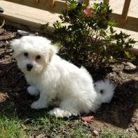 Country Veterinary Services Inc ico