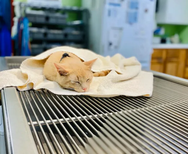 Wedington Animal Hospital 7
