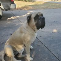 Wedington Animal Hospital ico
