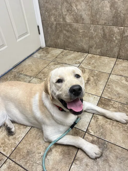 Wedington Animal Hospital 3