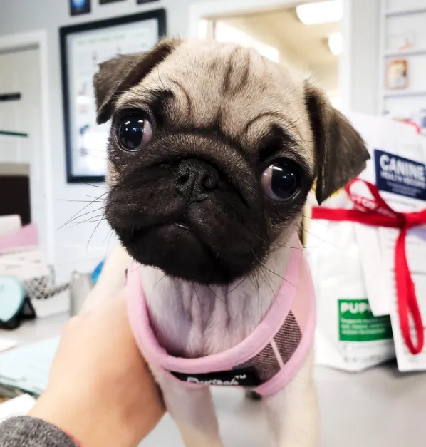 Wedington Animal Hospital 10