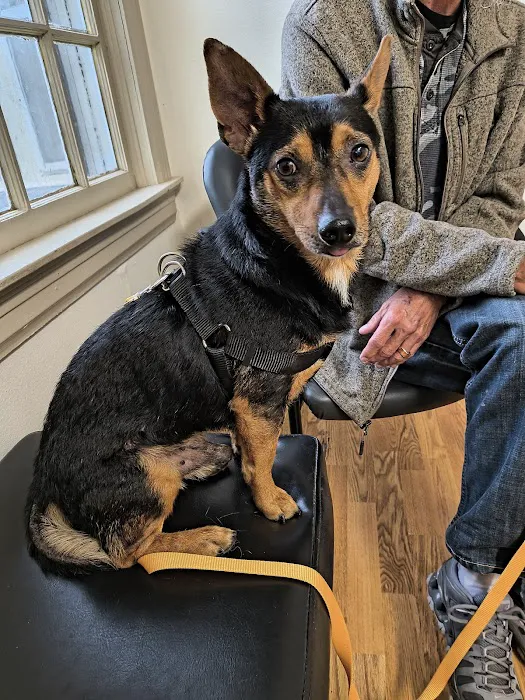 Farmington Veterinary Clinic, A Thrive Pet Healthcare Partner 7