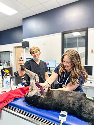 Ozark Veterinary Specialty Care 2