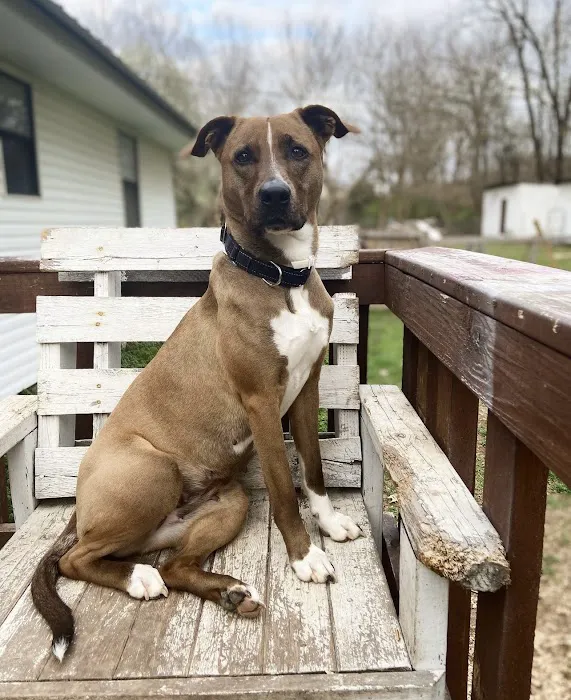 Animal Emergency and Specialty Center of Northwest Arkansas 7